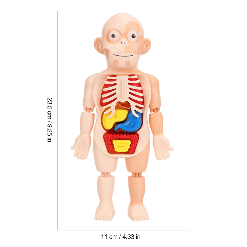 Frühpädagogisches Spielzeug über menschliche Organe