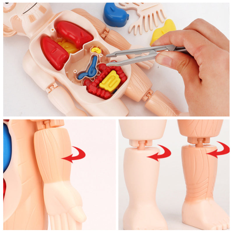 Frühpädagogisches Spielzeug über menschliche Organe