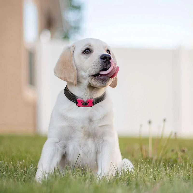 Wiederaufladbarer, wasserdichter Hundetrainer